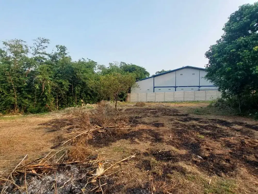 2 Jt-an Kavling SHM Area Cileungsi. Bisa Cicil 12x Tanpa Bunga