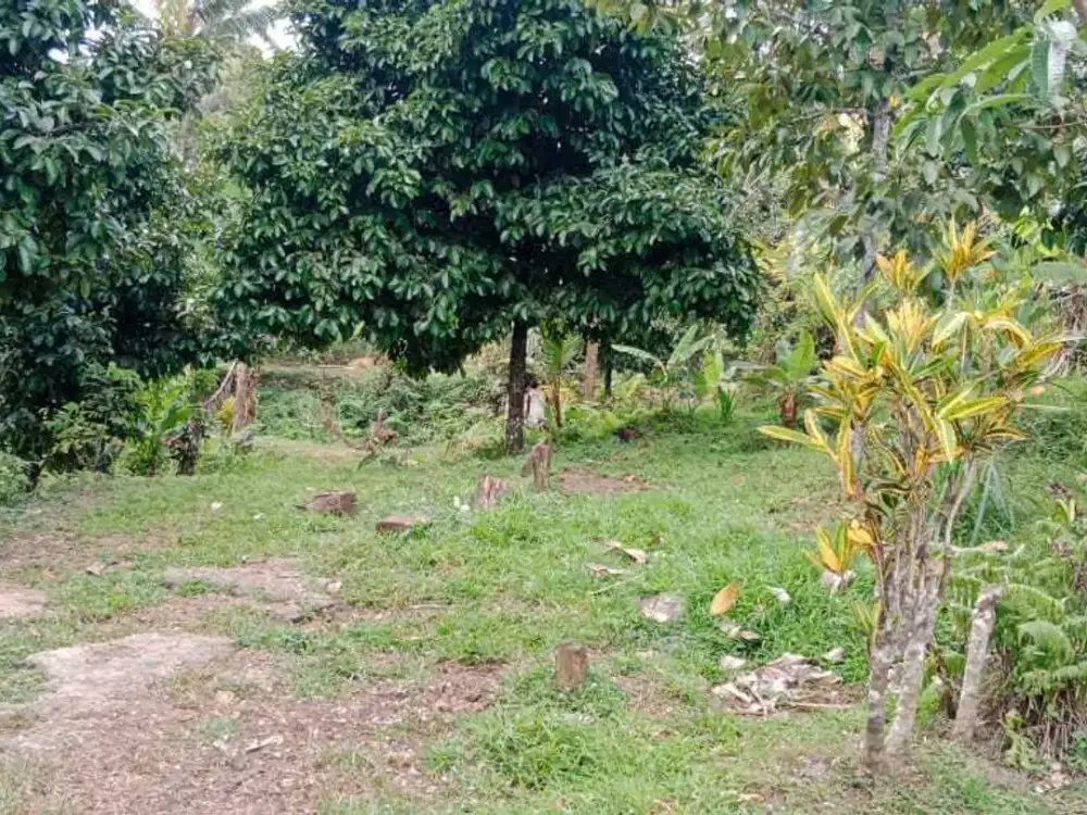 Tanah Perkebunan Durian