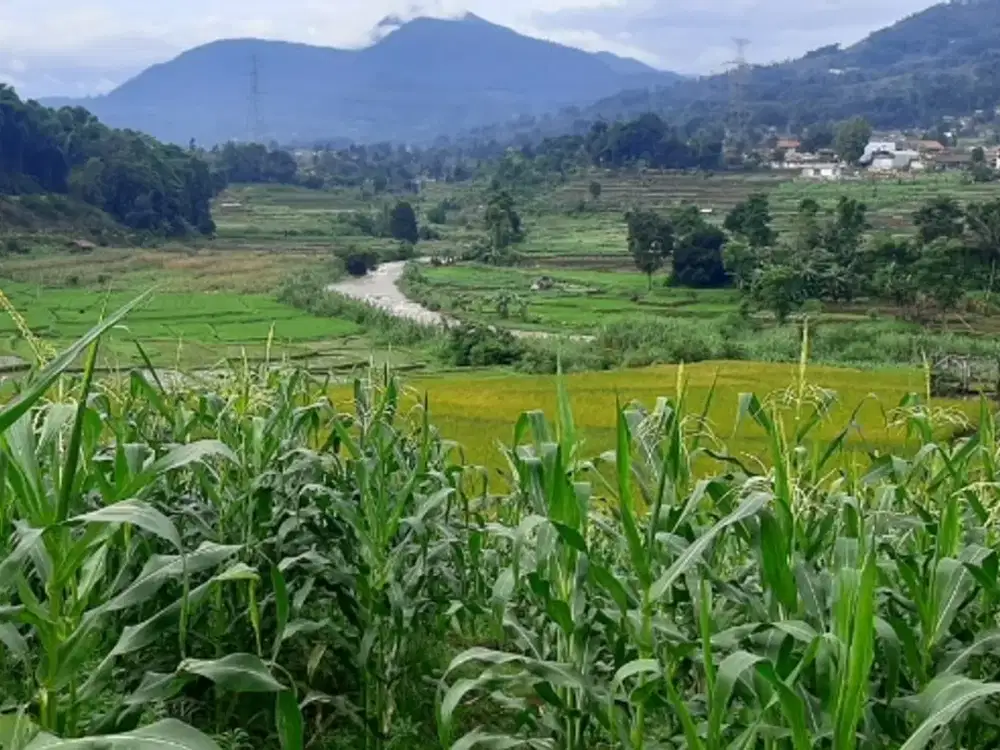 JUAL CEPAT TANAH MURAH SUMBER AIR MELIMPAH CIMAUNG