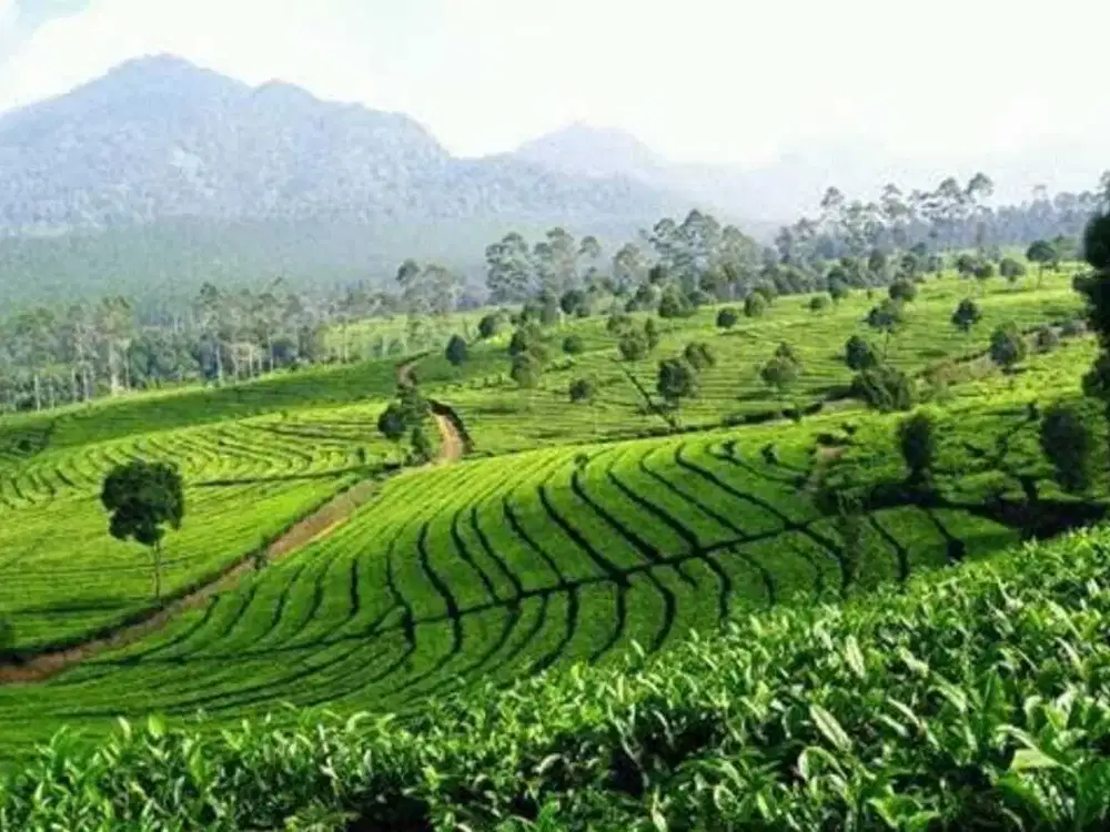 Dijual Cepat Kebun Teh 50 Ha SHM Lemahsugih Majalengka