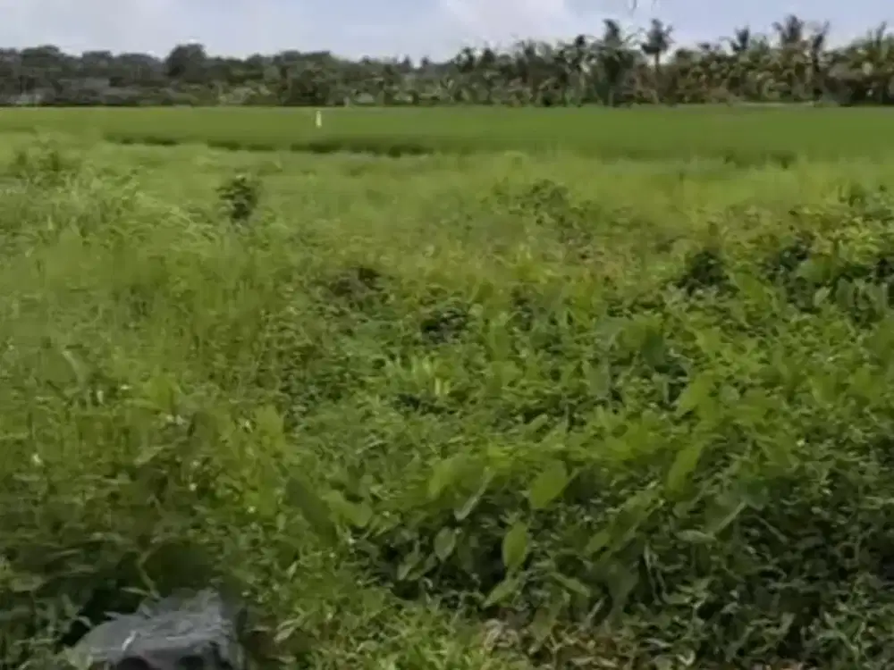 Tanah View Sawah di Kedungu Bali, SHM, Boleh Beli 326m2