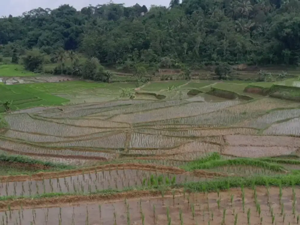 dijual lahan sawah 4785 meter  SHM
