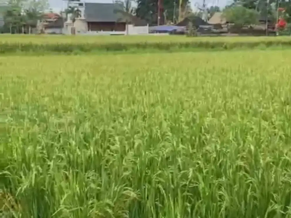 Tanah View Sawah & Jungle di Ubud Bali, Cocok untuk Resort/Villa