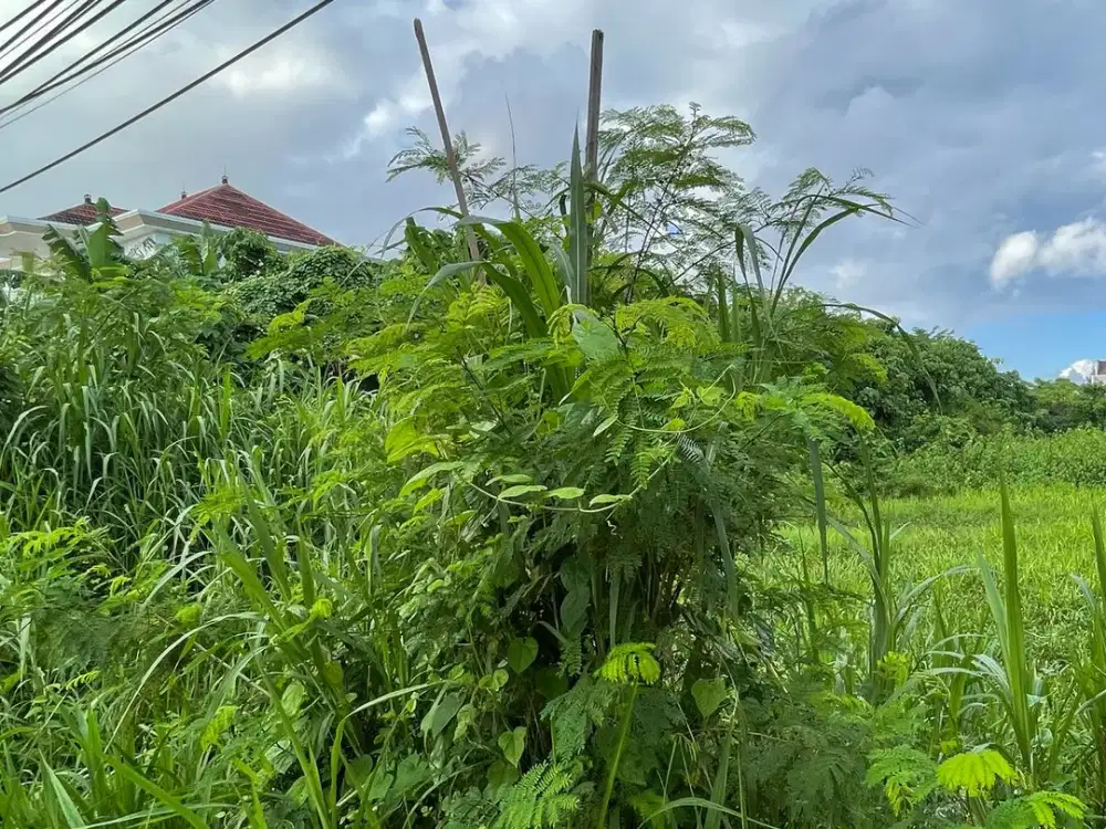 Premium Land For Sale Main Road Sunset Road Kuta