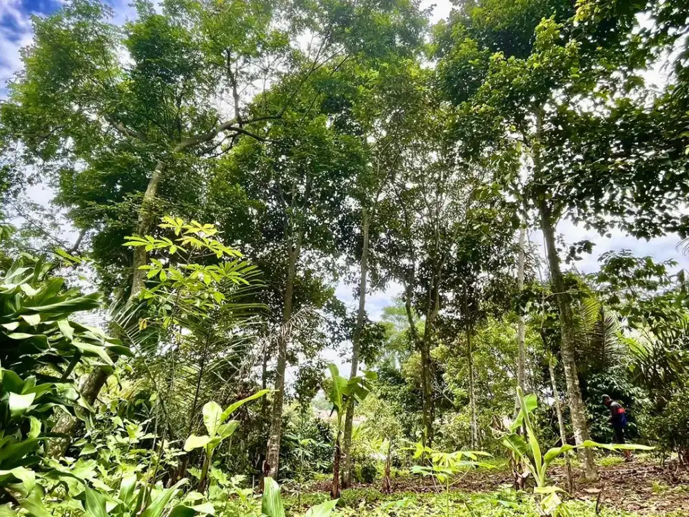 Tanah Kebun Produktif di Perkampungan Bojong Purwakarta Dijual Murah