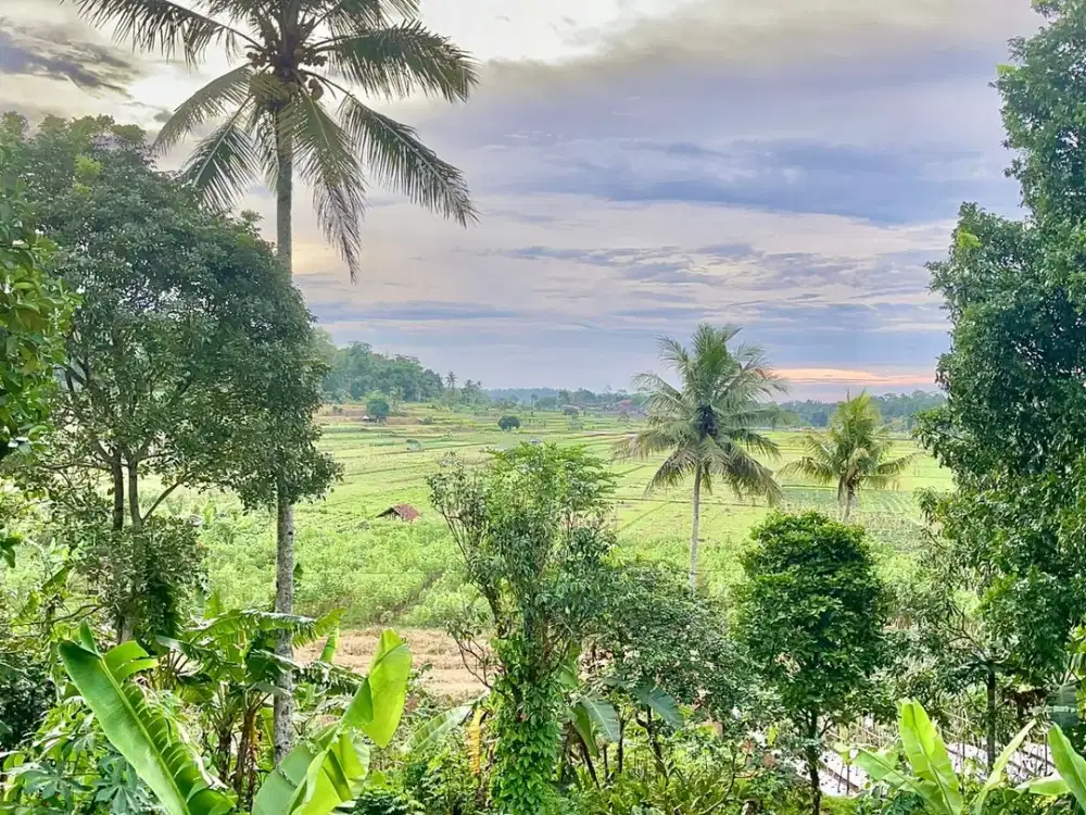 Dijual Murah Tanah Kebun Manggis di Kiarapedes Wanayasa Purwakarta