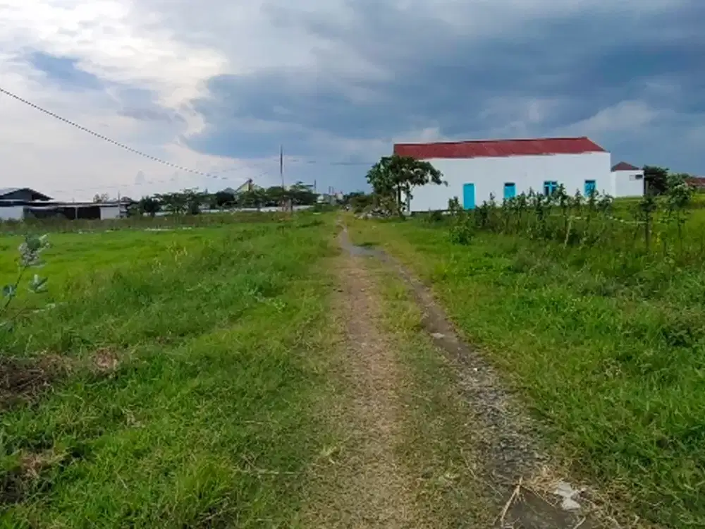 sawah di gedongan colomadu