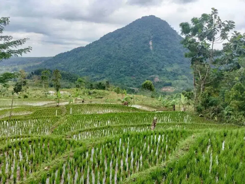 Dijual Tanah Lokasi Strategis Dekat Gerbang Masuk Tol Sentul Selatan