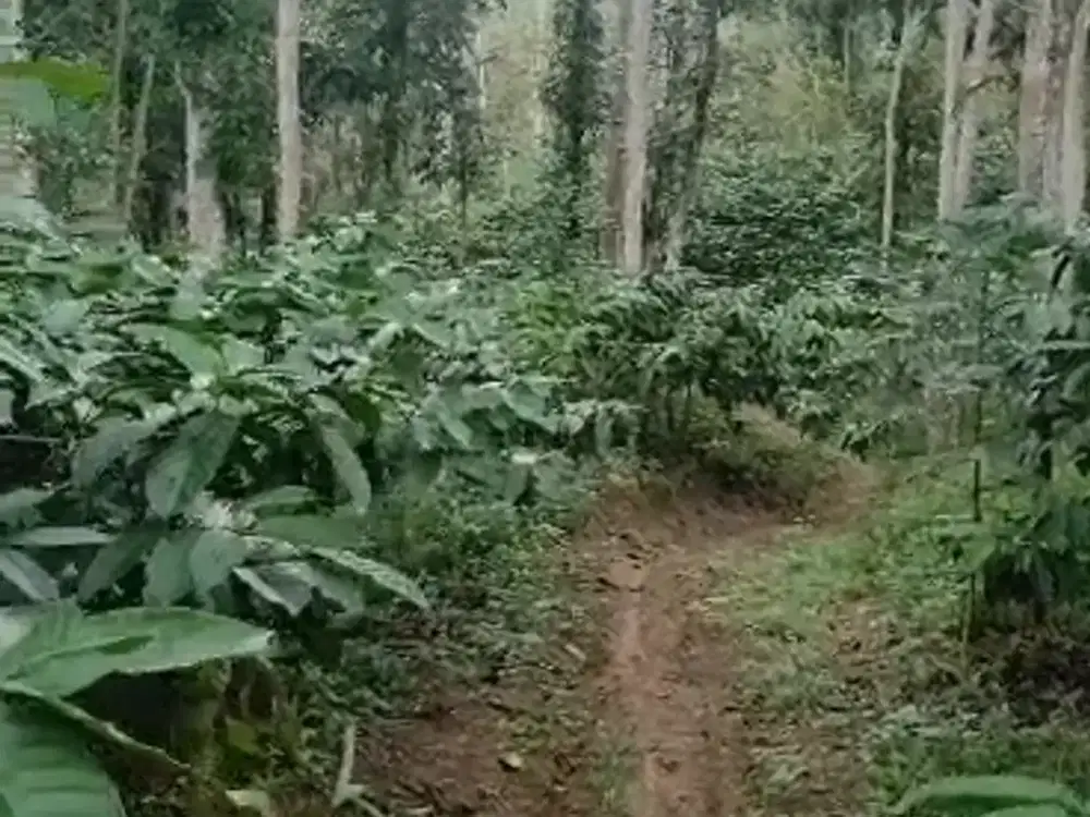 Tanah Kebun Kopi Temanggung Desa Kemuning , Bejen