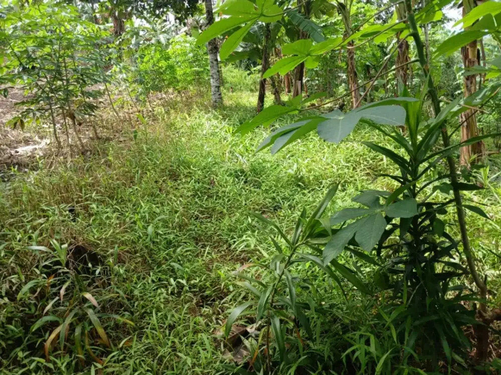 Tanah Makam Keluarga Di Kemiling Bandar Lampung Khusus Muslim