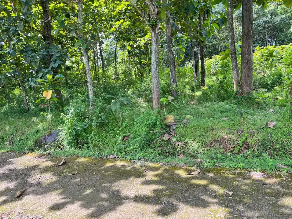 Kebun Jati 1215m 300Jt View Sawah Kerjo, Karanganyar