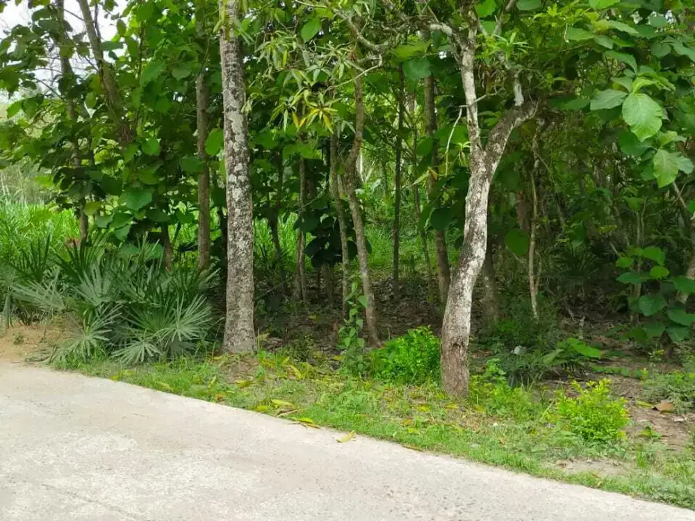 Tanah Luas Triwidadi Pajangan Jogja Selatan 065601-dnis2501