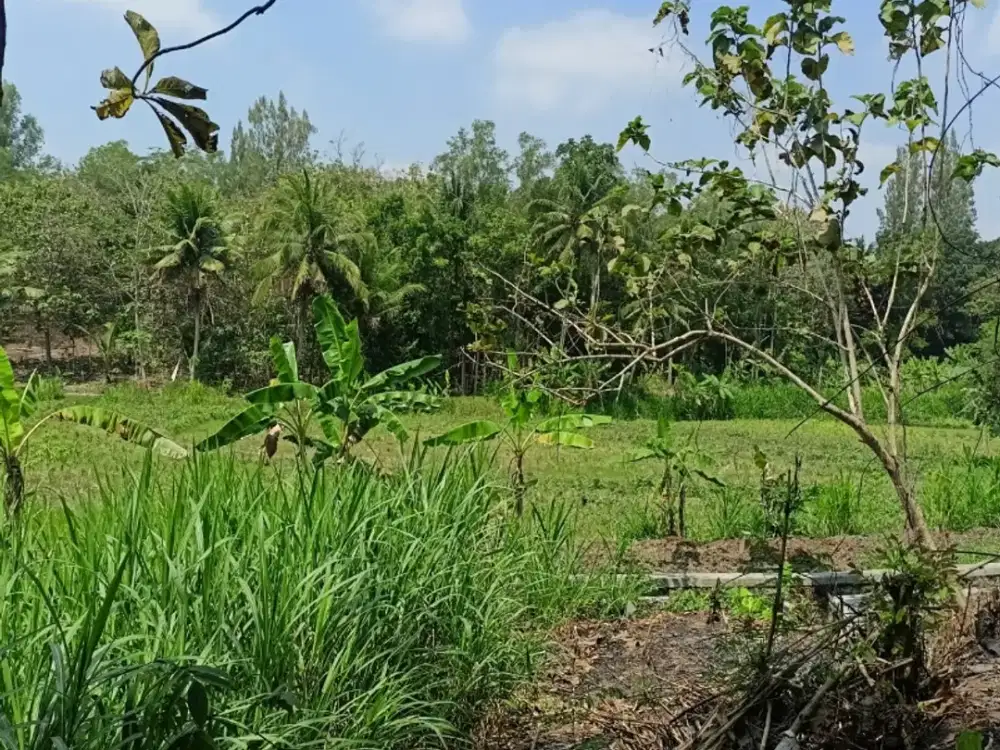 Tana view sawah area nanggulan harga termurah akses mudah