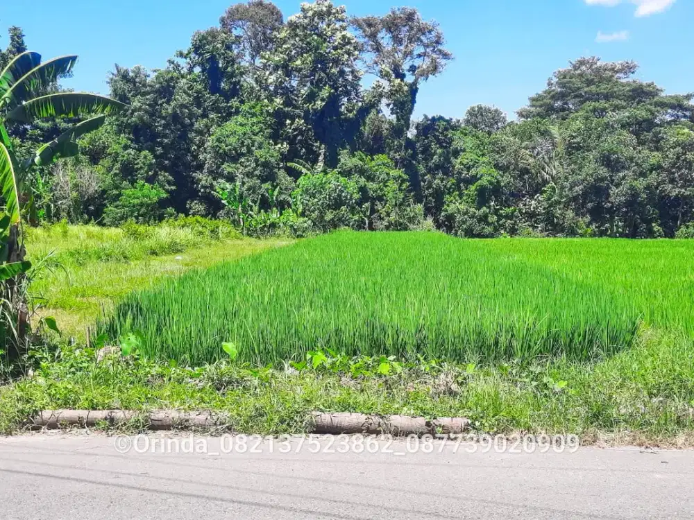 Tanah SHM 1436m2 Jl.Magelang Dekat UGM, JCM, Jongke, UTY