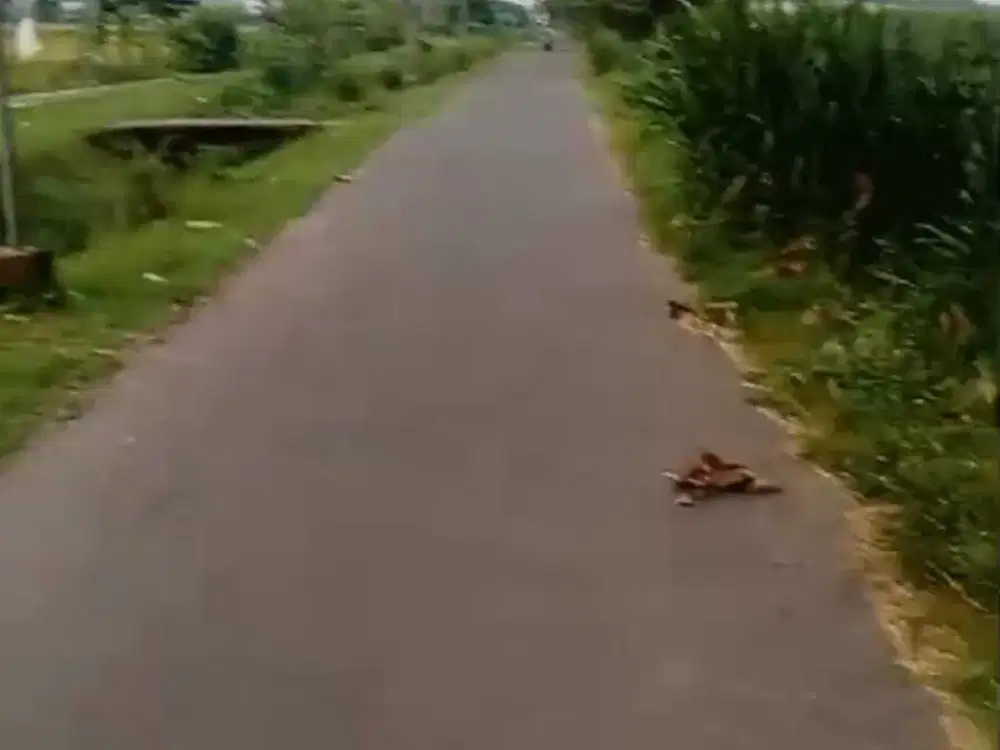 Dijual tanah pertanian padi / tebu nol jalan aspal Gudo, Jombang