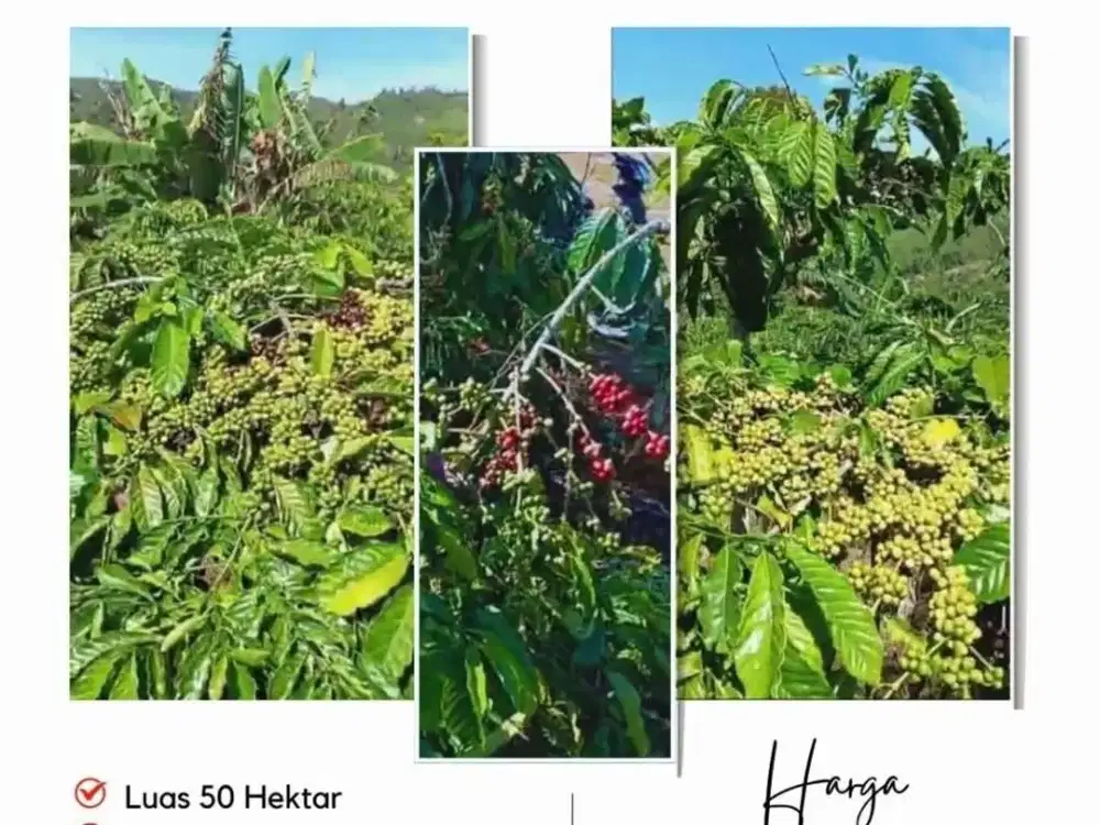 KEBUN KOPI LAMPUNG DIJUAL CEPAT