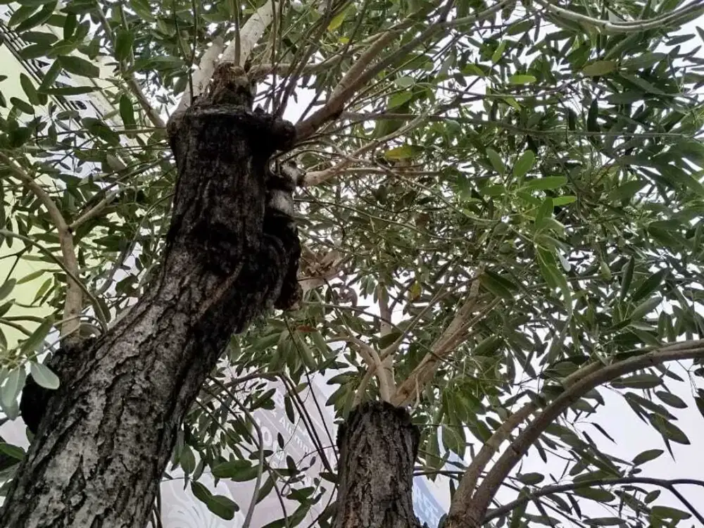 Rumah besar TAMAN MODERN Deket KELAPA GADING n HARAPAN INDAH