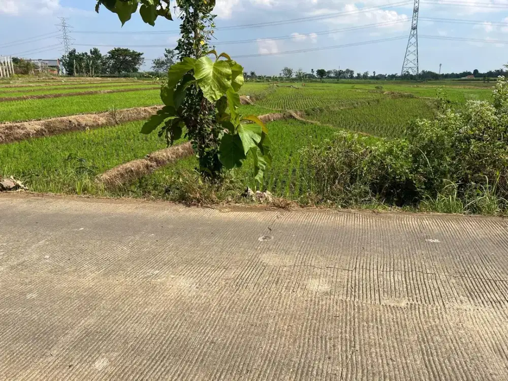 Tanah Super Datar 3889m² Sambirejo Sragen