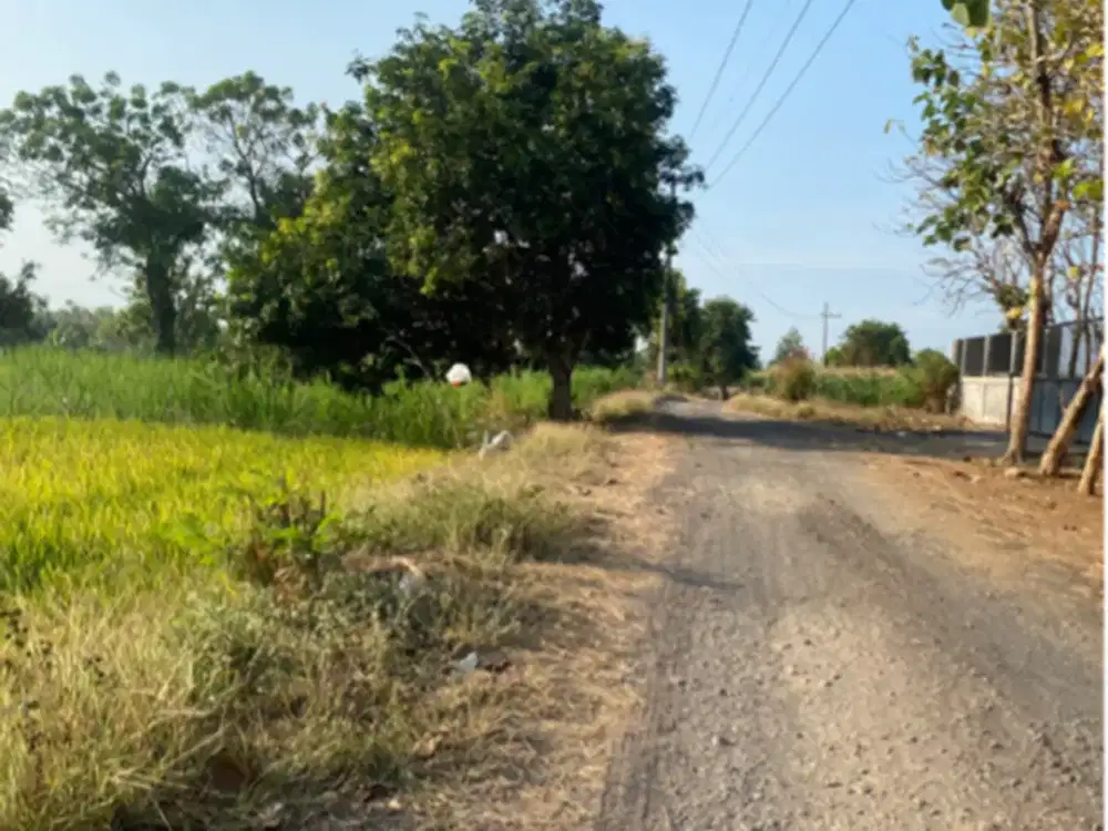 jual tanah kebun tebu pasuruan luas 4,5H pengairan lancar