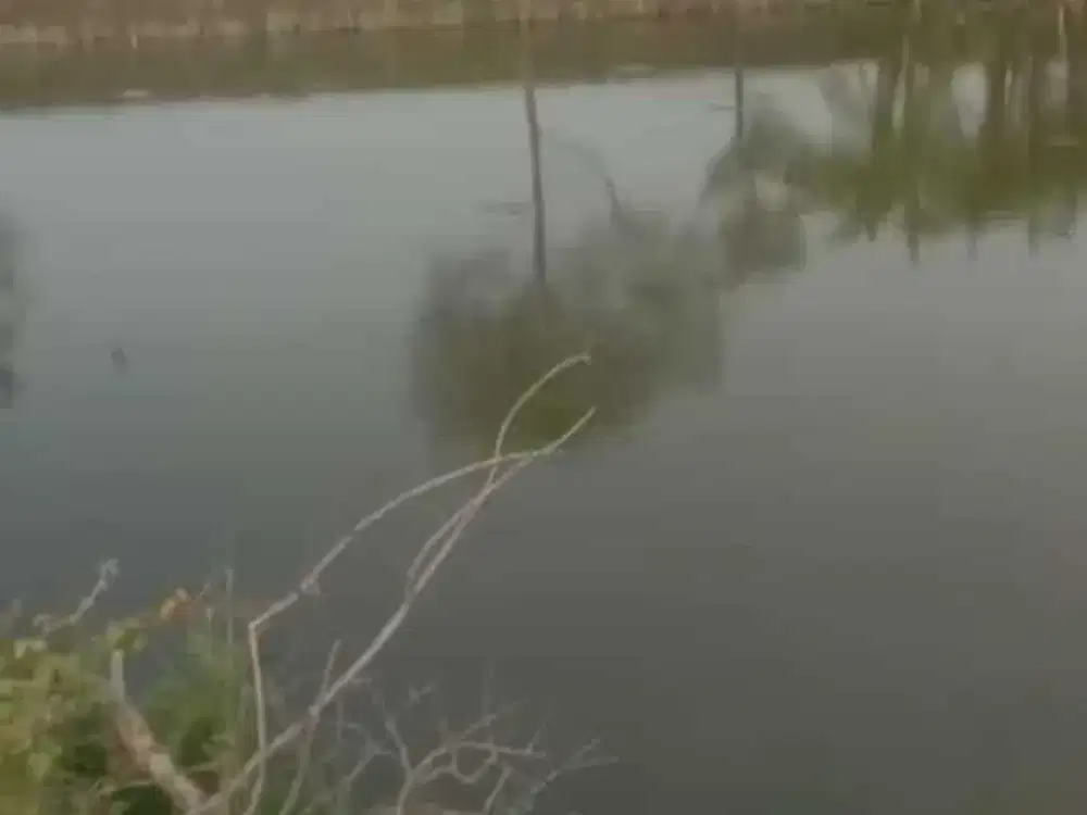 0799 - Dijual Tanah Tambak Aktif di Ngering Cerme SHM 1922 m2