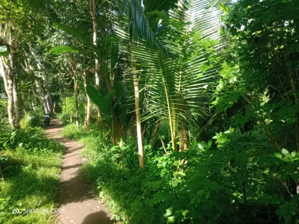 Tanah murah 1km Candi Borobudur 200m dr jalan raya cocok tuk villa