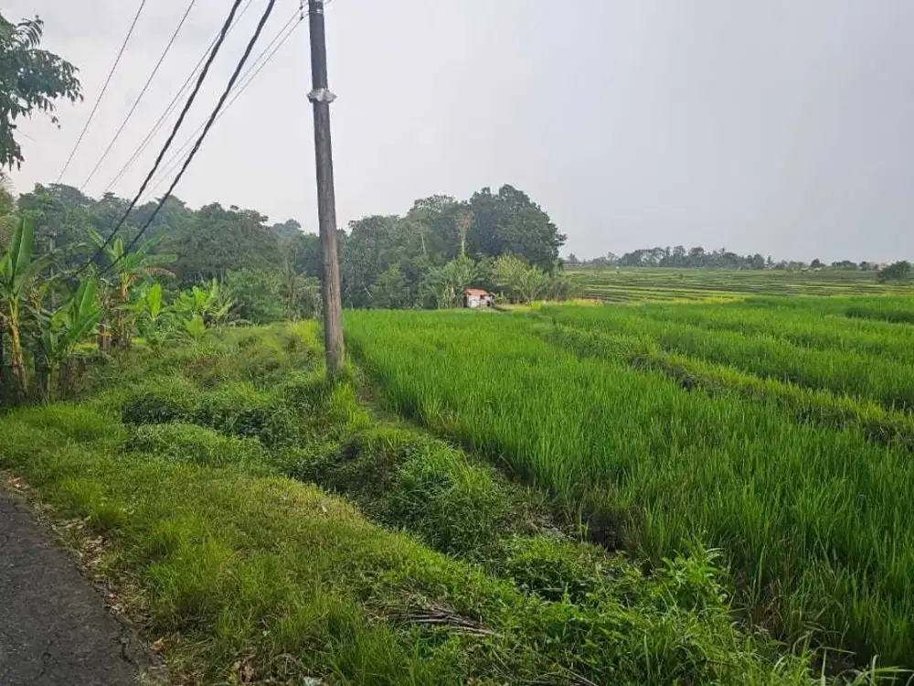 tanah di kedungu tanah lot,langsung sungai diblkng tanah,aspek kuning
