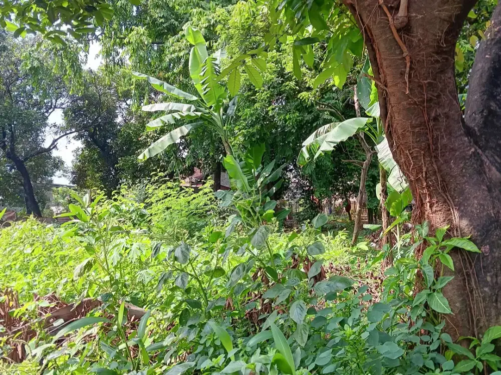 Dijual Cepat Tanah Murah Di Jatibening Kota Bekasi