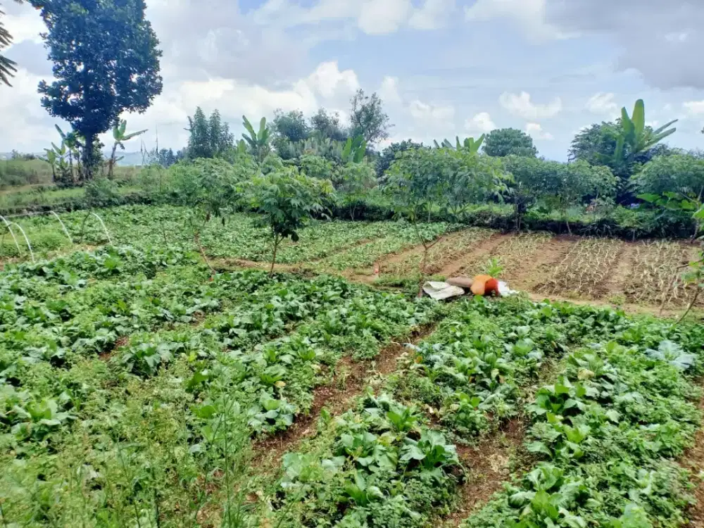 Tanah dijual Rp 1.350k/m