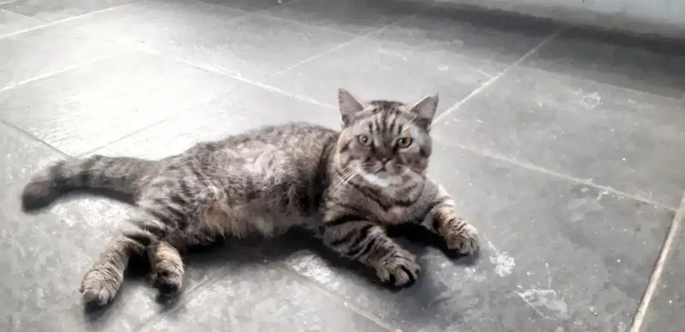 Kucing munchkin jantan