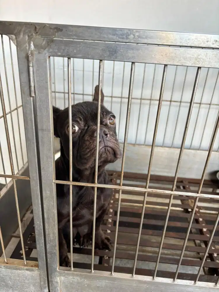 D jual frencie borongan