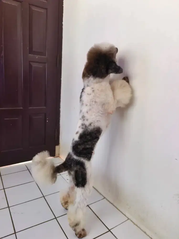 Miniatur poodle jantan party color