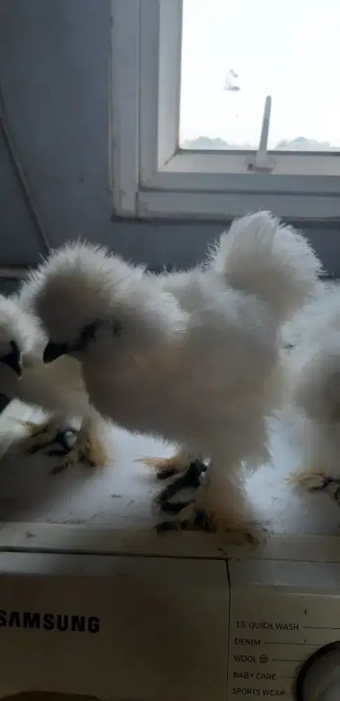 Ayam american silkie