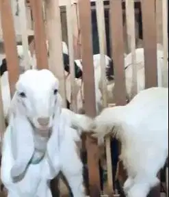 sepasang bakalan kambing etawa senduro 6 bulanan super unggulan manteb