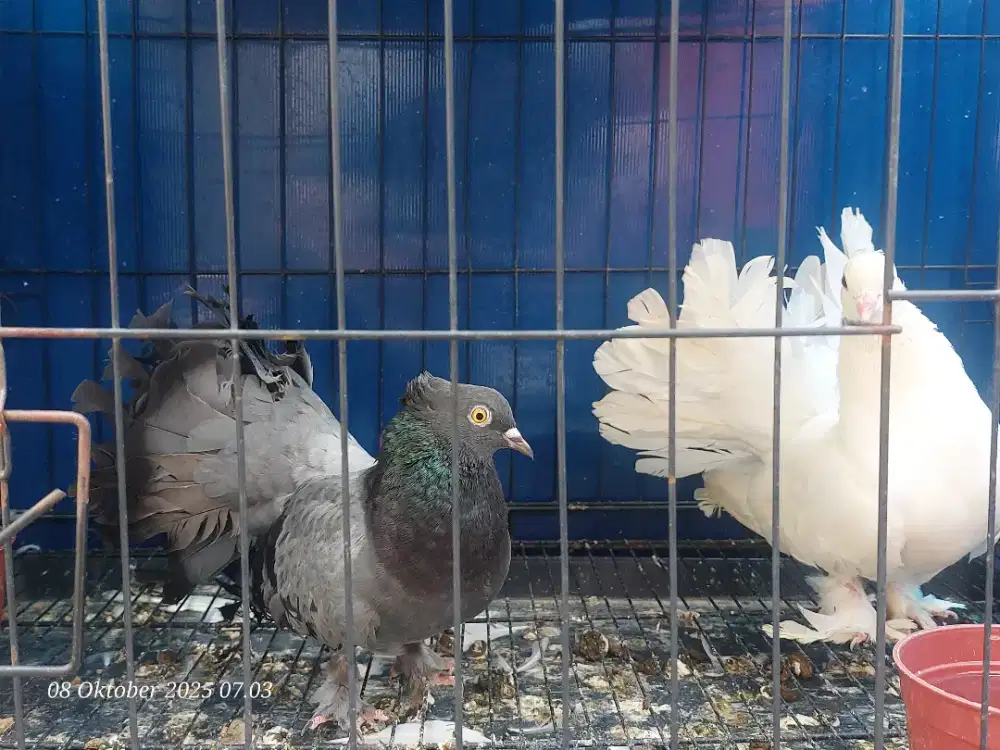 Merpati Kipas Indukan