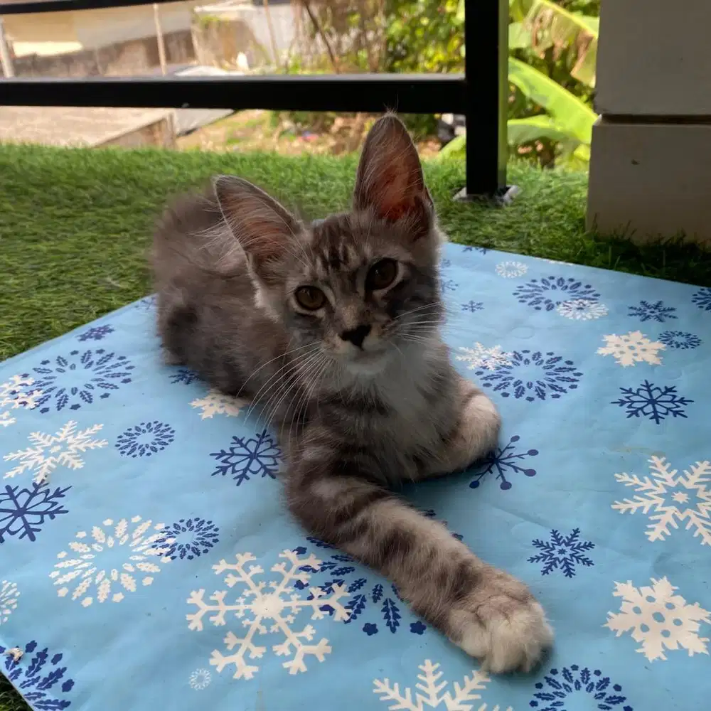 Kucing mainecoon silver tabby
