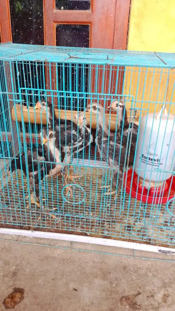 Bibit Anakan Ayam Kampung Bangkok