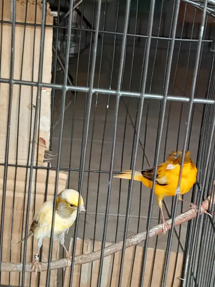 Dijual kenati sepasang