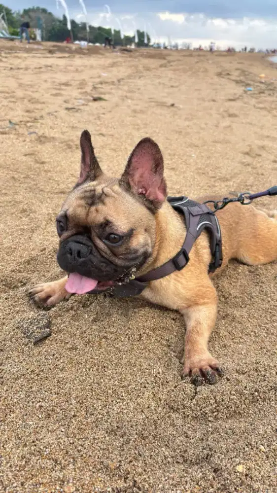 Dijual anjing French Bulldog