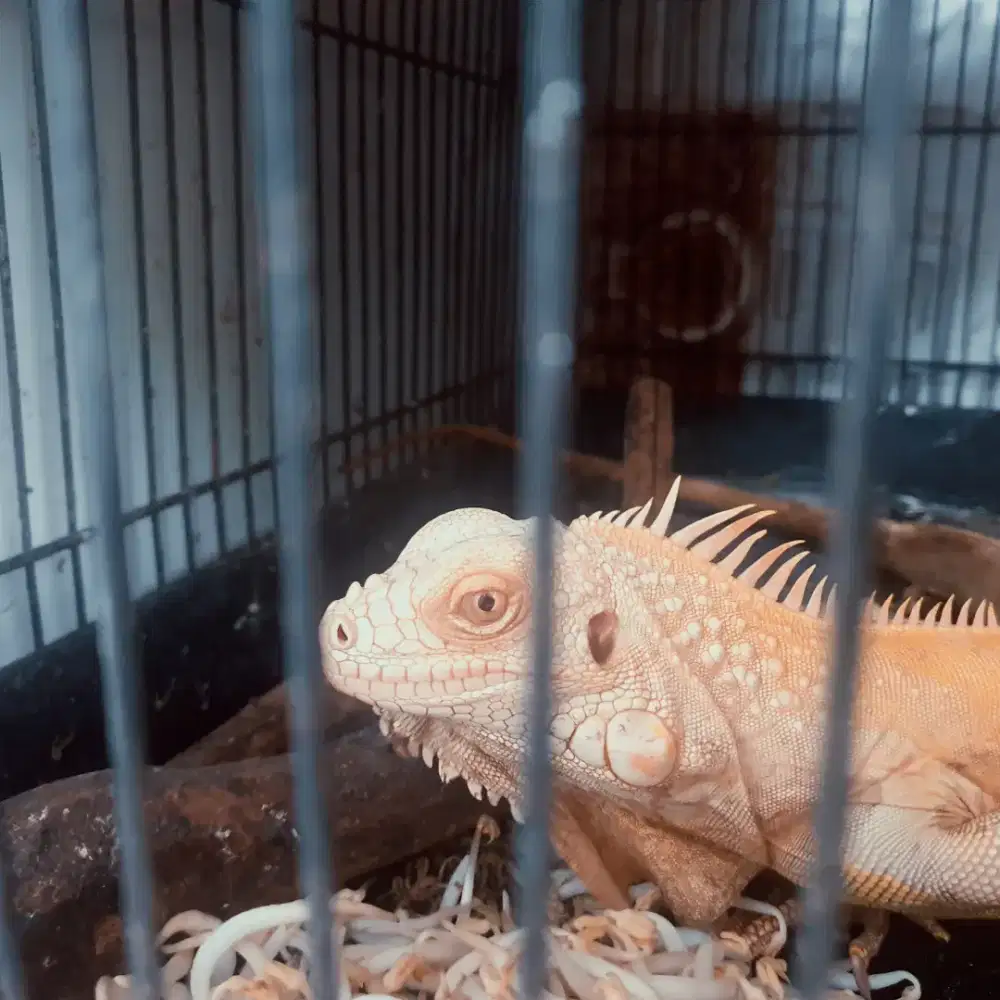 Dijual reptil iguana albino besar