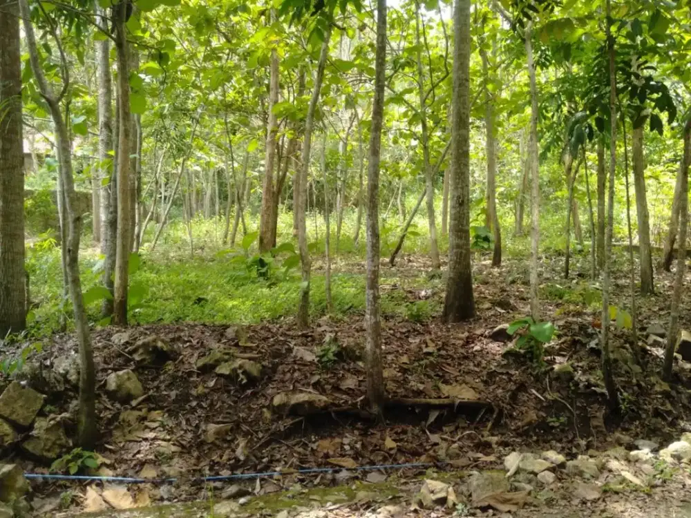 Tanah SHM Pekarangan Area Jurang Jero Giripeni Wates