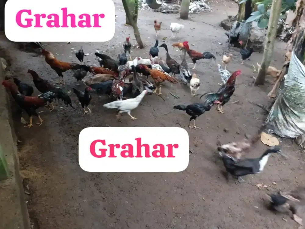 Ayam Pitik Jowo Kampung Asli Ternakan Rumah Diumbar Lincah dan Gesit