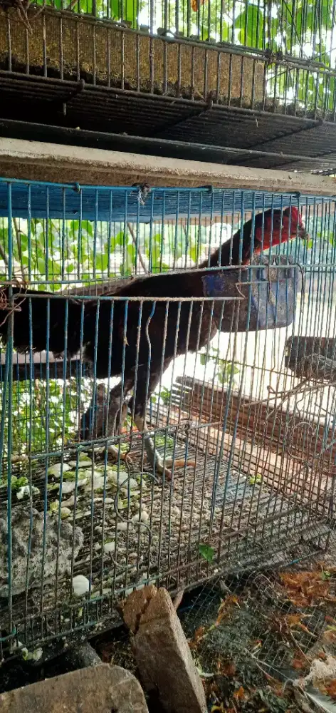 Ayam kampung remaja udah kokok