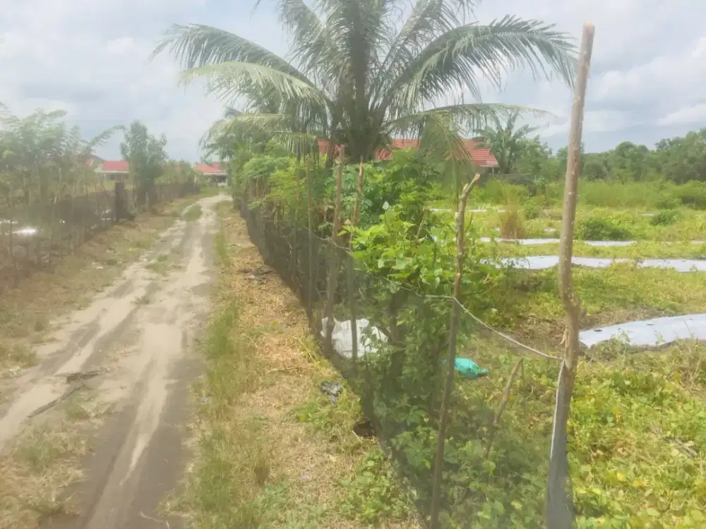 Dijual tanah bagus untuk berkebun