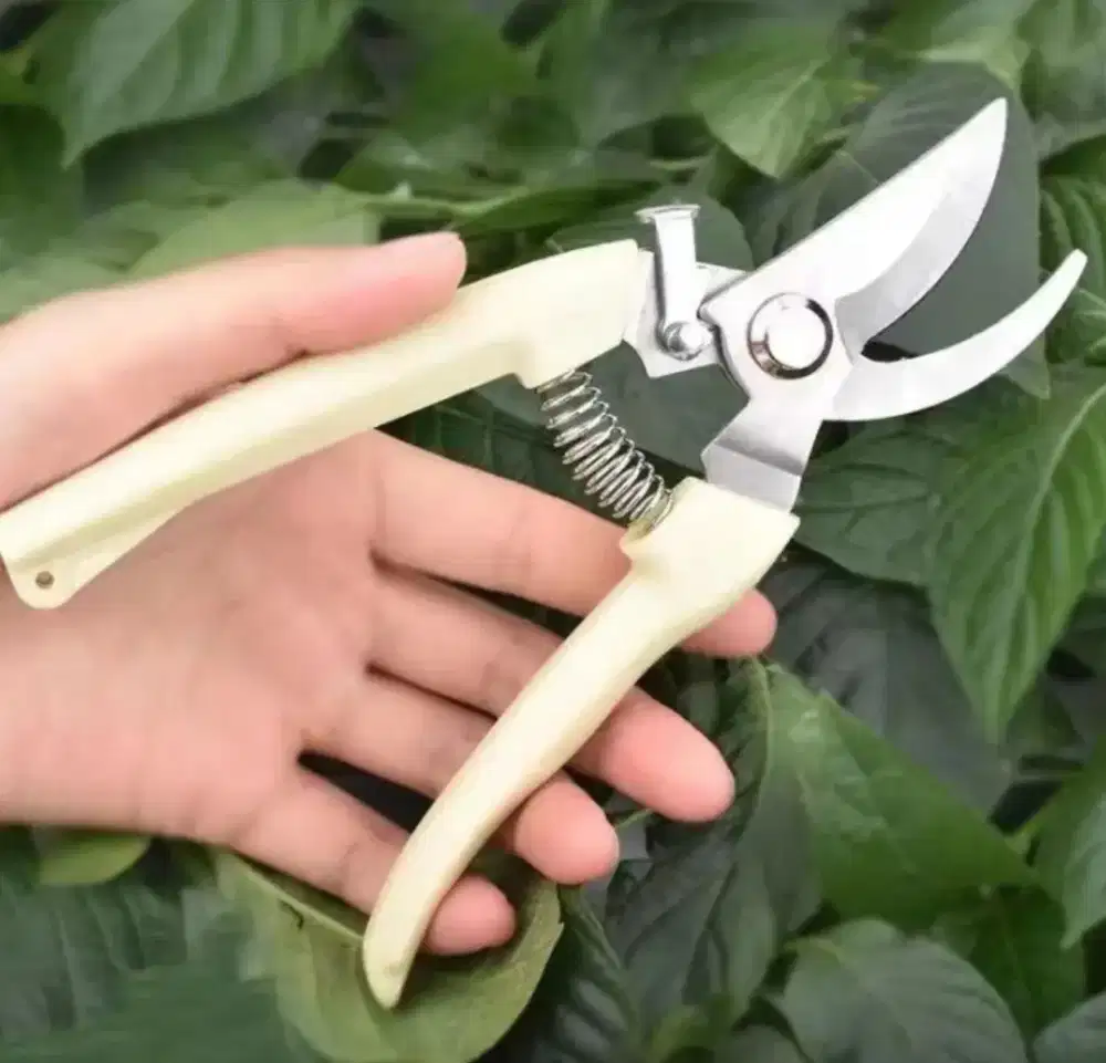 GUNTING DAHAN ranting pohon