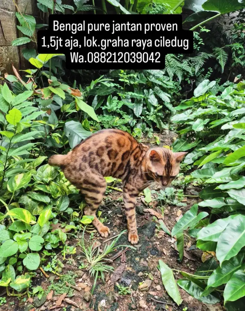 Kucing persia, munchkin, bsh, mainecoon, anggora, kandang kucing