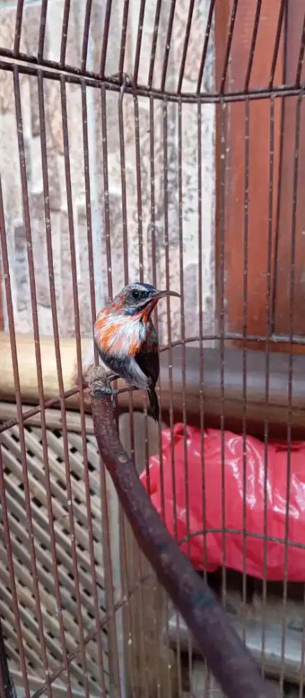 Burung kecil masteran