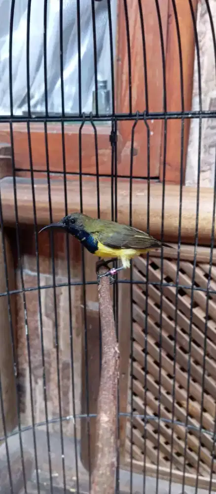 Burung soshgon masteran