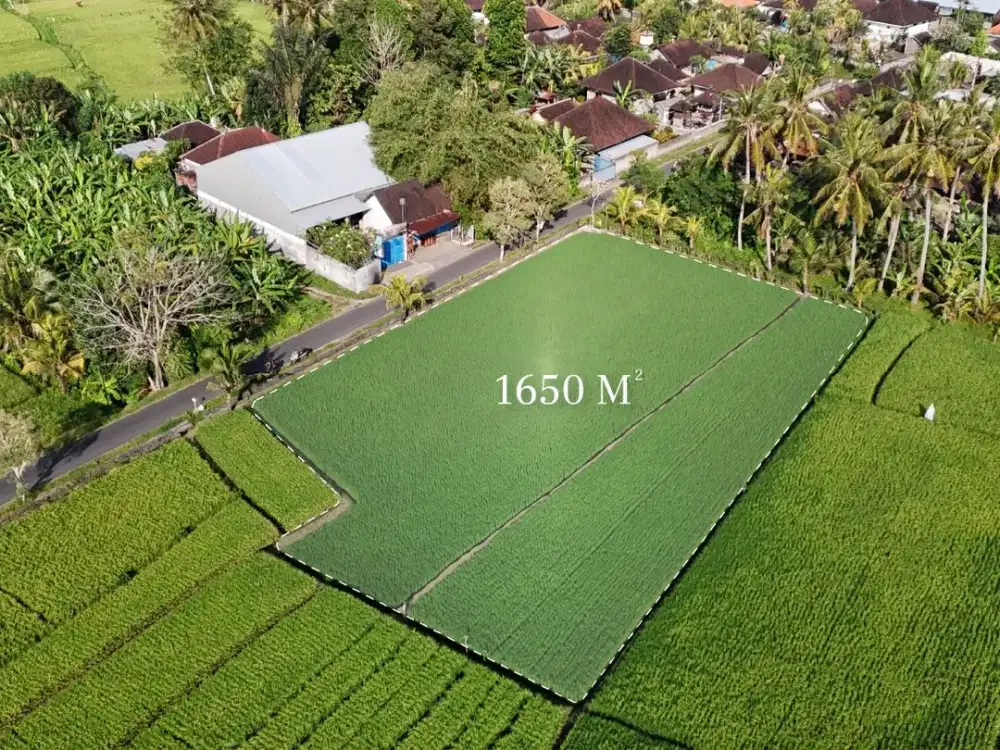 Tanah Sewa 16,5 Are dengan Pemandangan Sawah Hijau yang Dilindungi dan Panorama Matahari Terbit di Kaba-Kaba – Hak Sewa (Leasehold)