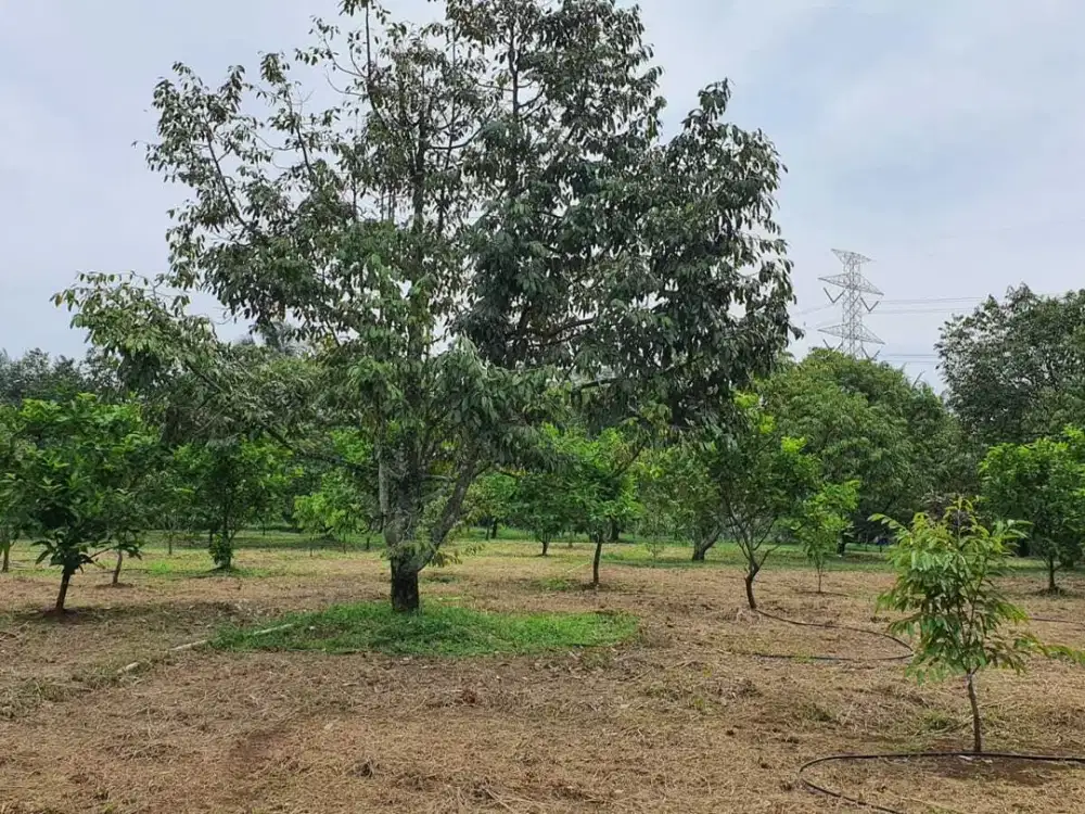 Dijual Kavling Luas cocok untuk usaha di Desa Karihkil, Ciseeng Bogor