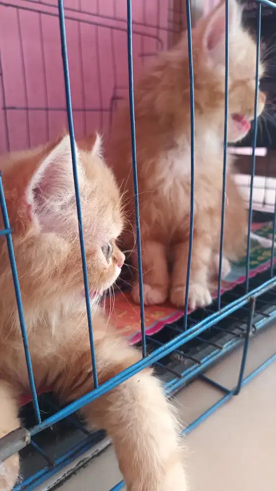 Kucing persia longhair